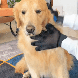 🐶😺 Guante Quita Pelo Para Mascotas